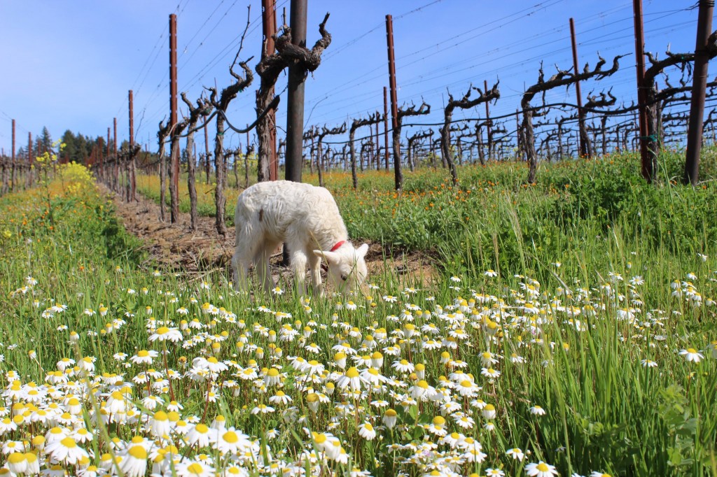 Daisies, Blue Skies, Mustard Flowers and Baby lambs.. Must be almost spring in Sonoma County! (image courtesy of California Wine Country