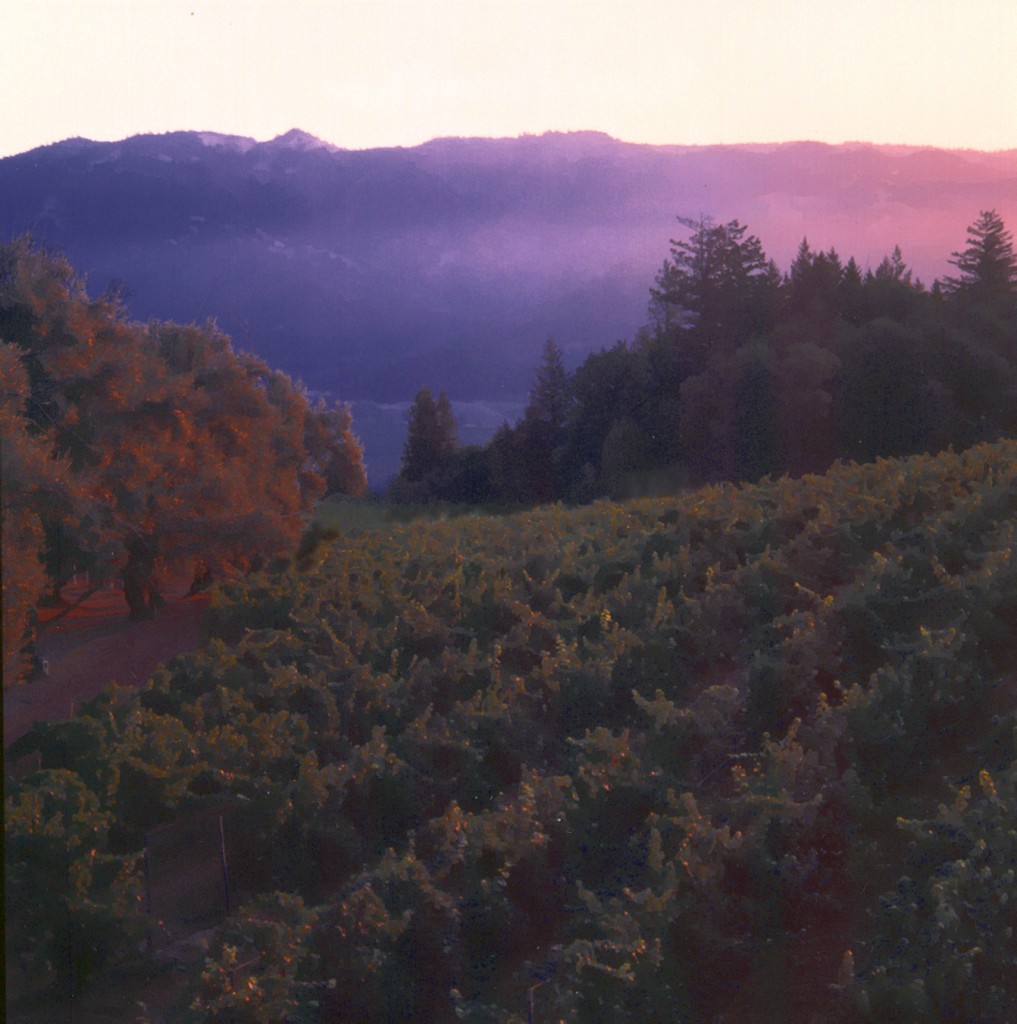 Smith Madrone Vineyards at Twilight