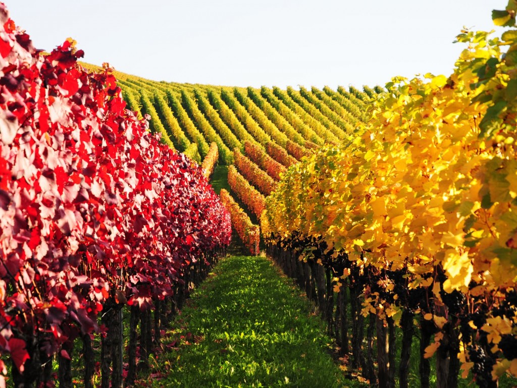 Vineyard in Germany_Autumn colors