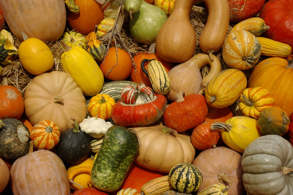 Winter Squash; Image courtesy of dailyhit.com