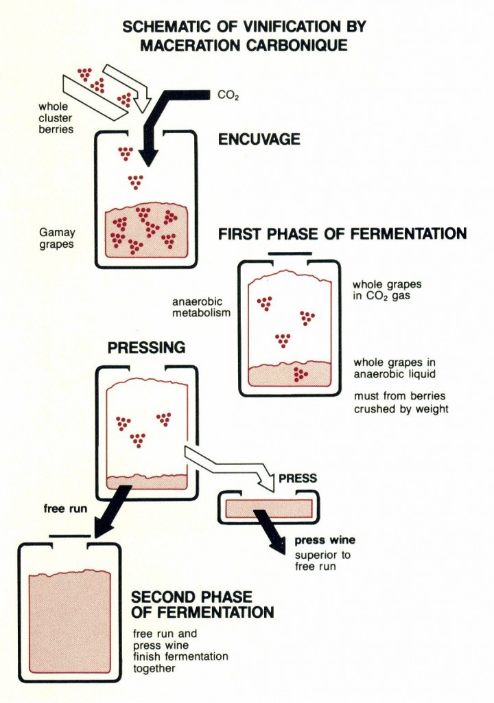 Wine Words Demystified-Carbonic Maceration