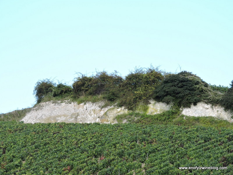 On outcropping that shows the chalky soils typical in Champagne