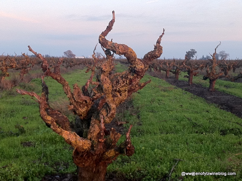 Lodi-Old-Vines