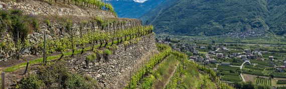 Valtellina vineyard