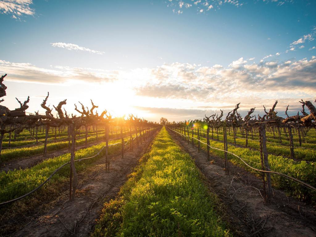 vineyards_in_lodi_photo_courtesy_of_robert_calzada_@still.life.co__large