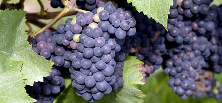 Image courtesy of www.thewinesociety.com