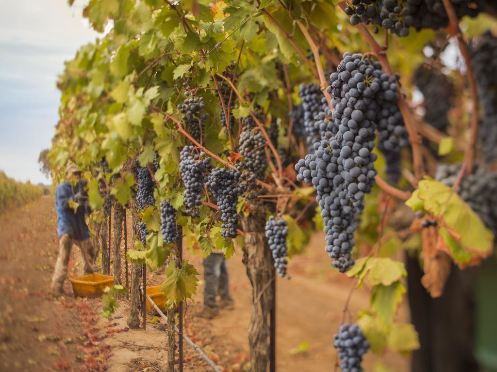 Lodi Petite Sirah