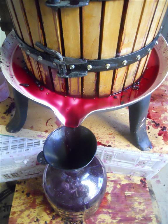 Free-run juice from grapes before pressing