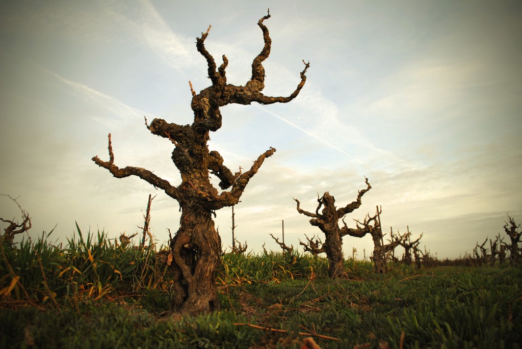 Bechthold-Vineyard-Cinsault-After-Pruning-Courtesy-Michael-David