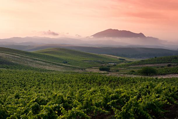 sicily-extensive-vineyard-view-at-sunrise