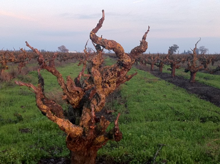 Lodi, CA - Old Vines - Photography by Martin Redmond